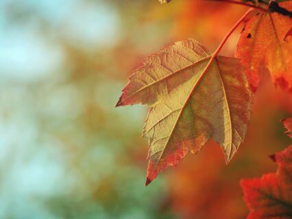 De Pure Beleving gaat met herfstvakantie.